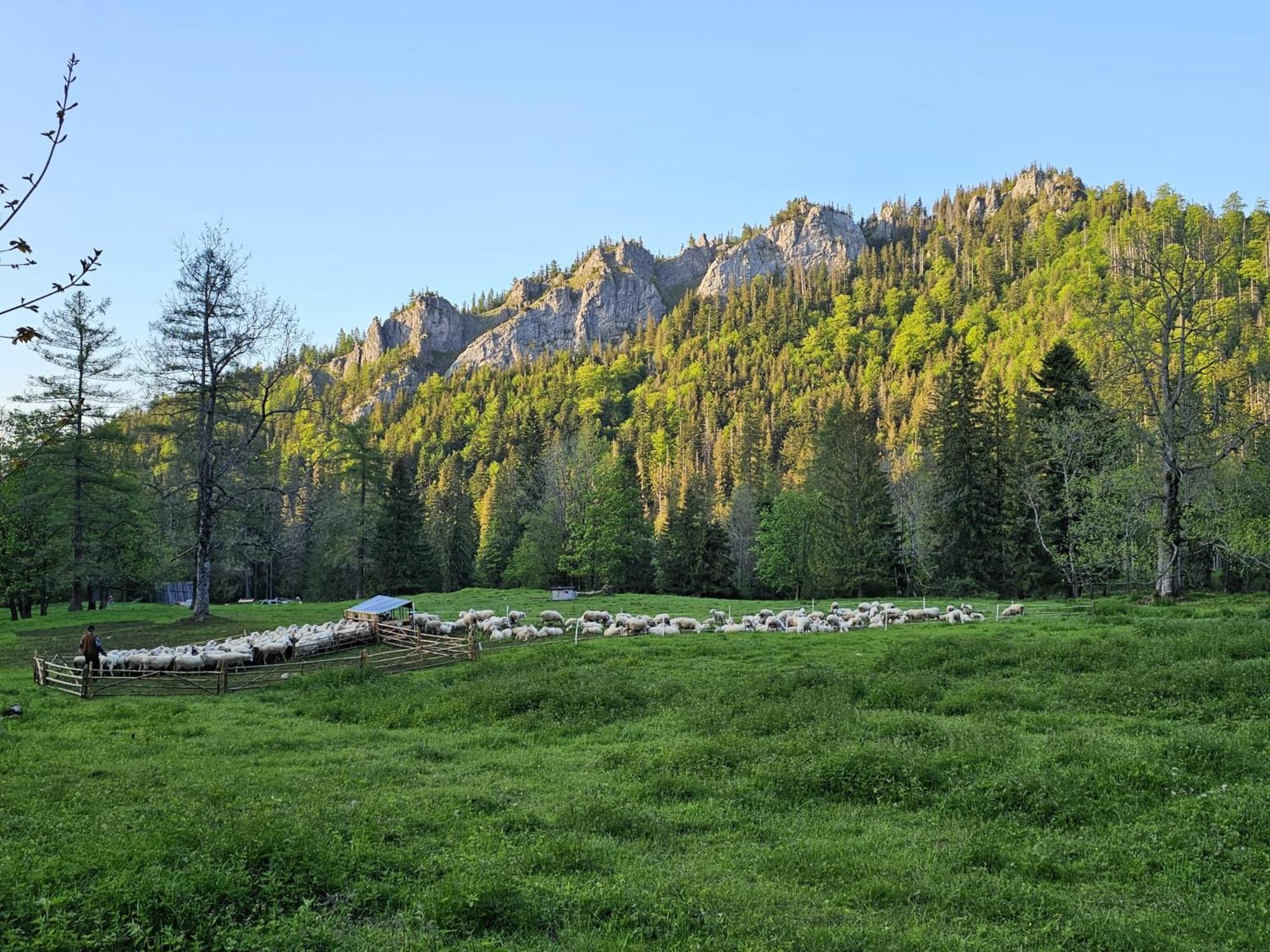 Gosciniec Kuznice Zakopane Eksteriør bilde